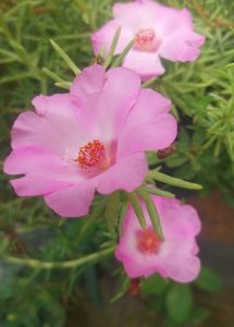 Miss 9 AM  , Portulaca, Purslene