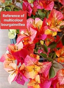 Flowering Bourgainvillea N Plants Combo
