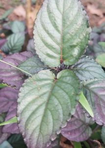 Red Flame IVy Plant | Murikootty | Hemigraphis