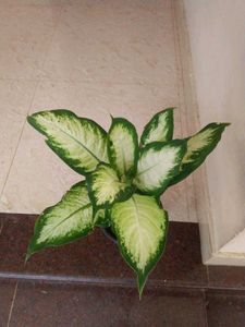 10 Live Root Plants