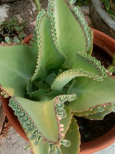 Combo Plants for Pramod