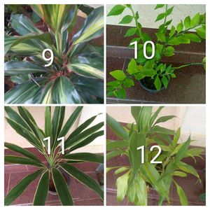 You Can Select 15 Live Root Plants