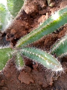 Dragon Plants 4 Plants