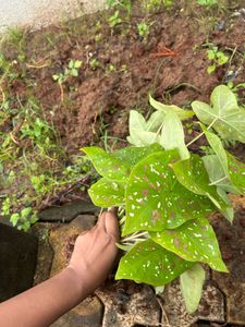 Plant Live