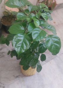 China Doll / Redermachera Plant