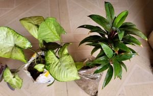 Set 3 Arrohead &amp; Pink Heart &amp; Syngonium Plants