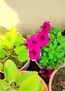 Plant&#39;s Combo