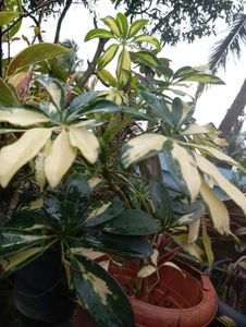 Dwarf Umbrella Tree Variegated