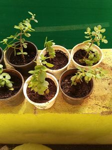 Jade Plant/Kuber Plant