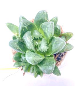 Haworthia Truncata