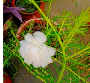 Combo Of 20 Stems OfWhite Portulaca Nd Red Purlane