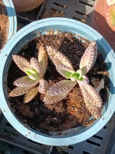 Succulent Plants