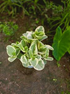 Variegated Baby Rubber ☘️