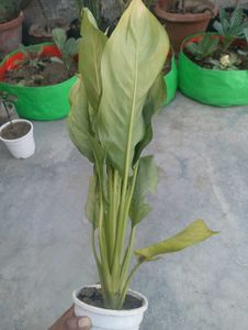 Anglonema Plant