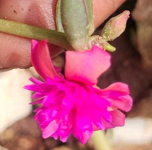 Cinderella 4 Variety Cutting