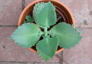 Combo 6 Plant