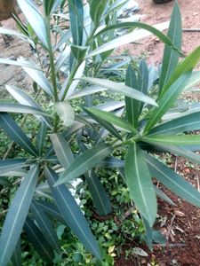 Pink Oleander Plant