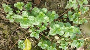 Pilea Creeping Charlie