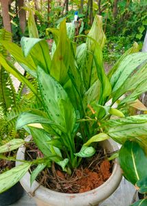 Aglonema