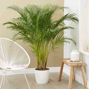 Elegant Areca Palm 💚