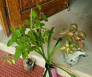 3 set  Colues &amp;Tulasi &amp; Lilly Plants