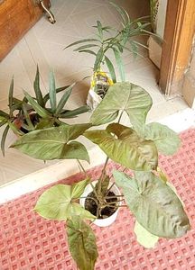 3 Set Mexican petunia/Arrohead/Moses In cardle