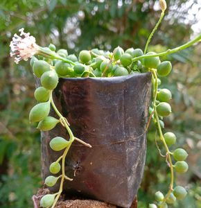 String Of Pearls