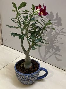 Bonsai  Adenium