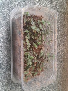 Real Rooted Purple Green Trailing Potted Plant