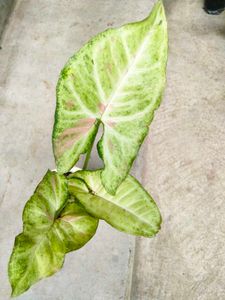 Assorted Plants Combo