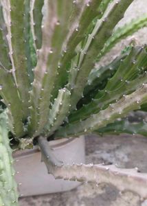 Long Cactus