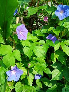 Six Morning Glory Saplings