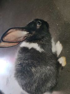 Adorable Black and White Bunny