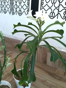 Live Plant In Sale Price With Pot