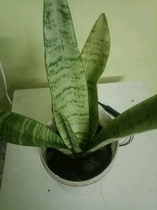 Snake Plant