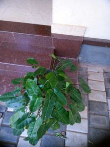 10 Live Root Plants