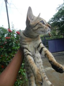 Nikon Coolpix S9100 Camera