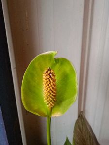Cobra Lily/Both for Indoor and Outdoor Plant