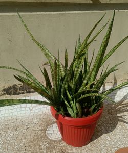Combo Of Live Snake Plant -2 And Seeds