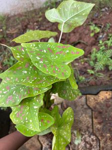 Plant Live