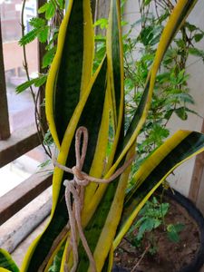 Sneak Plants