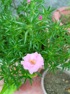 Four Colours Portulaca 12 Sticks