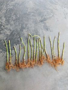 17 Sticks Lucky Bamboo