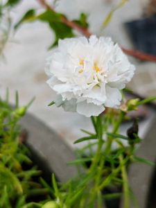 Portulaca Flower Plant 4 inch Cutting 7 Colours