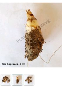 Rajnigandha 2 Bulbs