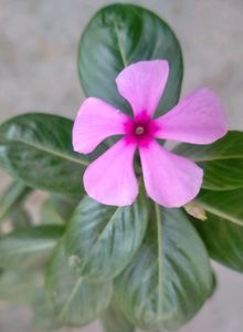 Sadabahar 5 Plants