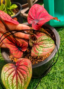 Combo Of Three Caladium With Two Freebie