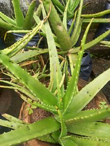 Alovera Plant