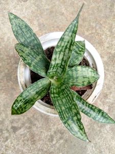 Sansevierias Combo