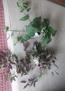 Set 2 Money &amp;Zabronics Plants